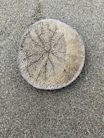 Sand dollars washed ashore in Seaside, Ore., will die if they cannot get back to the ocean.