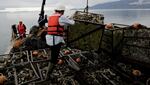 Taylor Shellfish crews haul up oysters from Samish Bay, Washington. 