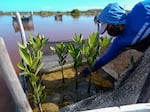 A woman plants mangrove seedlings as part of a restoration project, near Progreso, in Mexico's Yucatan Peninsula.