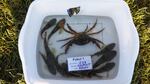 The first documented green crab in Puget Sound was found in Westcott Bay on San Juan Island just before Labor Day.