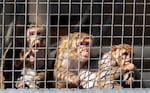 Monkeys in the sheltered housing units at OHSU’s Oregon National Primate Research Center in Beaverton, Ore., April 17, 2025. 