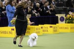 Neal, a Bichon Frise, wins the non-sporting group during the 149th Westminster Kennel Club Dog show in New York.