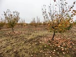 Six years ago, Loughridge Nut Farm planted 10 acres of blight-resistant Jefferson hazelnut trees. The first picking, in year 4, yielded a single box; this year's yield was 17 boxes. Jeffersons account for recent growth in Oregon's hazelnut yields.