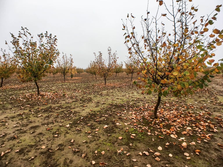Six years ago, Loughridge Nut Farm planted 10 acres of blight-resistant Jefferson hazelnut trees. The first picking, in year 4, yielded a single box; this year's yield was 17 boxes. Jeffersons account for recent growth in Oregon's hazelnut yields.