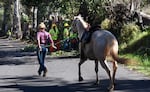 A woman evacuates her horse past a Maui County crew working to clear a road of wind-blown debris in the fire-threatened area of Kula on Tuesday.