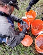 Karuk Tribe fisheries program manager Toz Soto transfers threatened coho salmon from the Klamath River into buckets. The fish will be released into nearby ponds in tributaries of the Klamath River to avoid harsh conditions during dam removal.