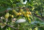 FILE - Ripening cherries will become dark and sweet near Yakima, Washington, on May 22, 2026.