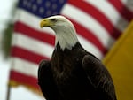 A bald eagle sits in front of an American flag.