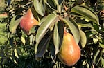 FILE - An undated photo of pears growing at a pear orchard in Parkdale, Ore. Gov. Tina Kotek has asked the USDA for disaster relief to support Oregon pear growers in the wake of a disastrous 2026 crop season.