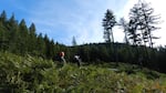 Foresters visit an old clear-cut on BLM land near Roseburg, Oregon.