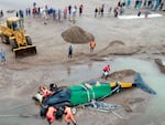 Members of the Argentine Naval Prefecture and volunteers try in vein to rescue a stranded humpback whale in Mar del Plata, Argentina.