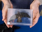 The Bird Alliance of Oregon has a volunteer information table at Chapman Elementary for visitors coming to watch Vaux's swifts roosting in Portland, Oregon.