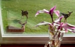 Deer stand in the yard of Rebecca and Randy Zuber’s rural home in Rainier, Ore., home, March 13, 2025, on the anniversary of their daughter Sarah’s death. 