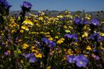 A benefit of California's wet winter is what is known as a "Superbloom." Flowers include purple phacelia and yellow goldfields, hillside daisies and tidy tips grow in Carrizo Plains Nationl Monument.