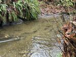 Chum Salmon swim upstream in Seattle's Carkeek Park, in December 2024. Restoration of fish habitat is one of many things that are funded in Washington state's Climate Commitment Act.