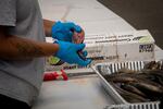 Gloved hands hold an eel-like fish that is cut open. There's a metal tray full of other lamprey, which look like silvery eels, to teh side.