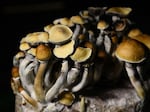 Psilocybin mushroom grown in Littleton, Colo. Use of the psychoactive drug is growing in popularity in the U.S.