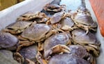 Dungeness crab waiting to be sorted on the deck of the FV Misty off of Port Orford, Ore., May 17, 2022. 