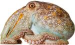 Pale Octopus Octopus pallidus Specimen No. 9; mantle is 4.5 inches long; Moonlight Bay Resort, Rye, Victoria, Australia