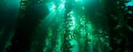 Kelp forests are tiered like terrestrial rainforests and serve as key habitats for many marine animals.