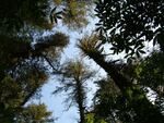 Swiss needle cast slows the growth of Douglas fir trees by plugging openings in the needles that allow water and air to enter and exit the tree.