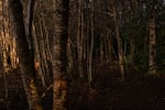 The evening light illuminates the forest. Patagonia, Chile, on Sunday, November 3, 2024. Tamara Merino for NPR.