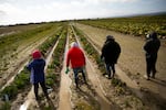 Farmworkers return to where they left off pruning cabbage following a lunch break on Thursday, March 5, 2026, in the Skagit Valley.