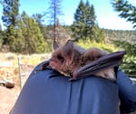 A bat is captured and tagged at the J.C. Boyle Dam in August 2023.