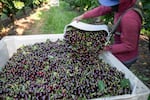 FILE - A worker dumps harvested cherries in collection bin at a cherry orchard in Wasco County, Ore., July 2, 2025.  Some farmers faced labor shortages early in the harvest season, followed by a glut of crop, but not enough demand for it at the grocery store. 