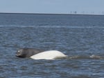 A Cook Inlet beluga whale calf and its mother are shown breaching the water in the Big Susitna River in Alaska in this photo taken in May 2023. A new study shows that commercial shipping activity is impacting the vocalizations of these critically endangered whales.