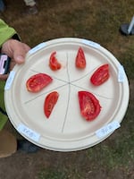 A plate of dry farmed tomatoes are sampled at a Dry Farm Field Day at Oregon State University's Vegetable Research Farm in Corvallis, Ore. August 31, 2023.