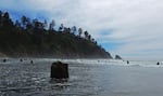 A ghost forest of tree stumps emerges at low tide near Neskowin in Tillamook County. The trees are believed to be the remnants of forests growing before the last major earthquake and tsunami hit.