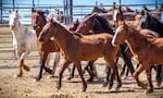 Wild horses at the Bureau of Land Management's corral in Hines, Ore., in 2017.