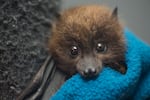 “Normally when you’re hand-raising an animal, you have to make sure it’s upright, so it doesn’t aspirate,” explained Oregon Zoo animal curator Amy Cutting. “With bats, you have to make sure they’re upside down so they don’t aspirate. So it is a little bit different from other species.”