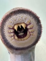 A Pacific lamprey offers its best smile at the 2026 Yakama Nation Willamette Falls Lamprey Celebration in Oregon City. While humans aren't on its menu, many people are a bit startled at the lamprey's round, tooth-lined maw.