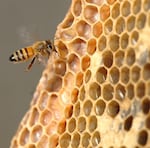 With the help of a recent federal grant, OSU is teaming up with three other universities to investigate a bacteria that turns honeybee larvae to mush.