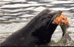 California sea lion feasting on a Spring Chinook Salmon near Bonneville Dam