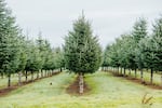 Christmas trees of different varieties, including species new to the Pacific Northwest, are researched by OSU scientists at the three-acre field site, North Willamette Research and Extension Center , in Aurora. This picture was taken in fall of 2025.