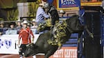 In this Tuesday, Sept. 12, 2017 photo, Parker Breding, of Edgar, Mont., rides the bull, Pistol Whipped, for 88.5 points in the PBR Classic of the Pendleton Round-Up on, in Pendleton, Ore.