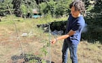 Elderberry Wisdom Farm intern Joaquin Ocana inspects a young elderberry plant in this July 9, 2026 photo. The farm eschews pesticides and so relies on chicken wire to keep them safe from wildlife.