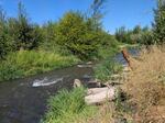 Streamside habitat near Talent thrives with native plants and wildlife, part of a large-scale restoration project launched after the Almeda Fire, as seen on Aug. 4, 2025.