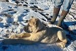 Samson, an 11-week-old Turkish Boz Shepherd, watches one of his siblings chew on a bone at the Stanko ranch in Routt County, Colo. Samson is the newest guard dog on the ranch and is being raised specifically to deter wolves from attacking livestock. 