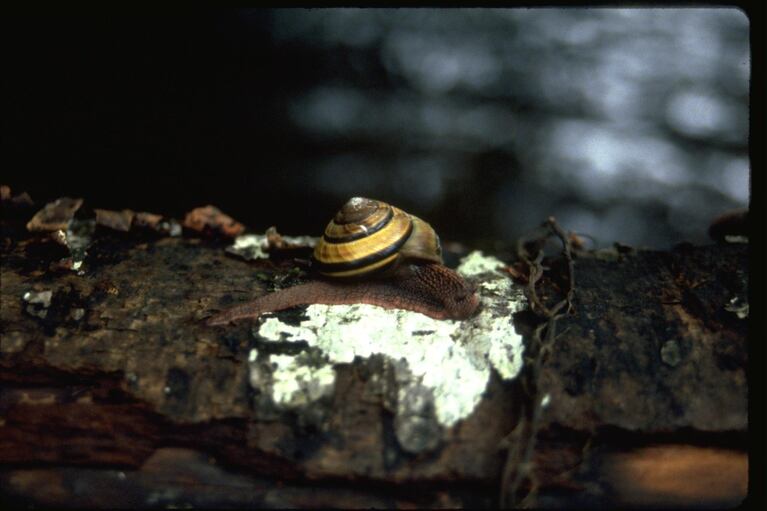 A snail found near Roseburg.