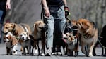Dogs often pick up viruses and bacteria from other pets when socializing or being cared for in group settings.