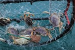Dungeness crab caught in crab pot off of Port Orford, Ore., on May 13, 2018.