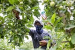 Farmworkers thin apples to improve spacing in a field near Sunnyside, Wash., on June 13, 2023.