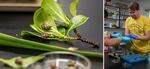 A diptych shows a group of snails on a leaf in one image and David Sischo working in his lab in the other. Inside this lab, Sischo and his team care for 40 species of snails. For some, it’s the only place they live, their wild populations having completely disappeared.