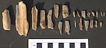 Camel Tooth Enamel Fragments