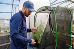 Entomologist Joel Price checks on some weeds that he's using to feed a growing bug population. November 2022