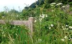 A new fence has helped keep visitors on trail and out of erosion prone areas.